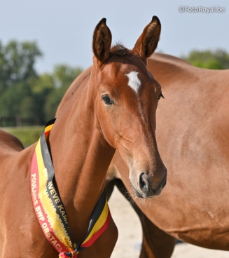 veulenkampioenschap