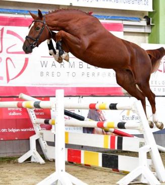 Selectie BWP Young Horses Auction, Tielt