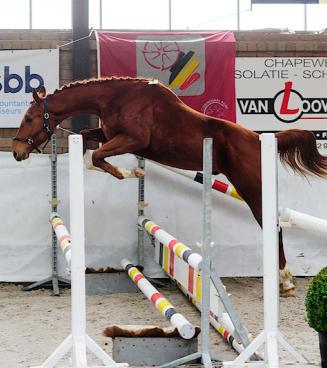 BWP Hoogstraten: tweede oefenavond vrijspringen 