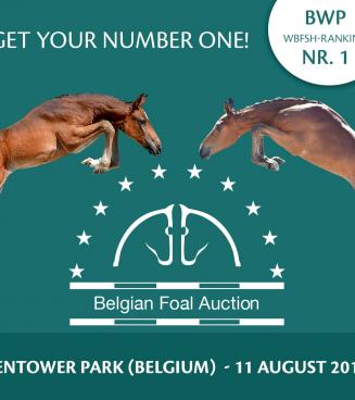 Belgian Foal Auction