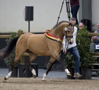 Inschrijvingen BRp Hengstenkeuring van start