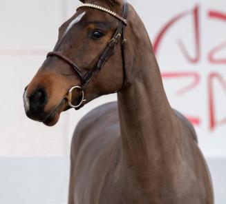 BWP Young Horses Auction: veiling voor 3- en 4-jarigen