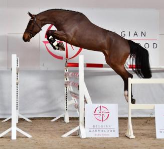 BWP Young Horses Auction: Reine vd Voortakker duurste paard