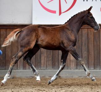 Le sport et les performances expressément présents dans la collection du BWP Online Foal Auction