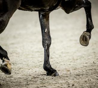Dressuur: eerste landenwedstrijd met 3 BWPers in het team! Dressuur: eerste landenwedstrijd met 3 BWPers in het team!