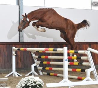 Elvis Ter Putte en President leveren winnaars vrijspringen in Wambeek