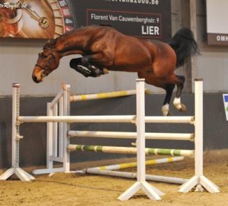 Moneymaker VD Axelhoeve verkocht naar Stal Bruynseels