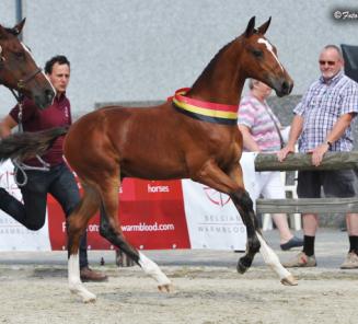 Championnat des Poulains: les champions ?option obstacle?