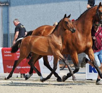 Championnat des Poulains: les champions ?option dressage?