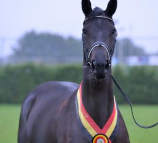 Journée de l?Élevage BWP: Latina vh Avenhof remporte à nouveau le titre dans la catégorie des juments d?obstacle