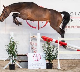 BWP Top Stallion Auction presenteert: de veilinghengsten