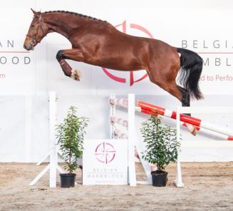 BWP Top Stallion Auction, een uniek platform dat u toegang verleent tot gezond en duurzaam prestatiebloed