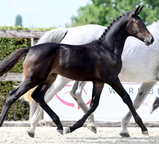 Willemien vd Bokke