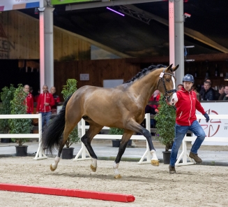 BWP Hengstenkeuring 2023