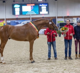 Hengstenrapporten Ultra Star Van Dijck