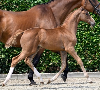 BWP Elite Foal Auction