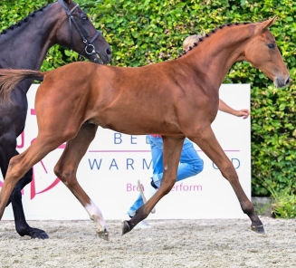 Collectie Elite Foal Auction