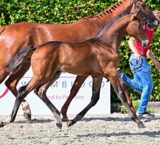 elite foal auction