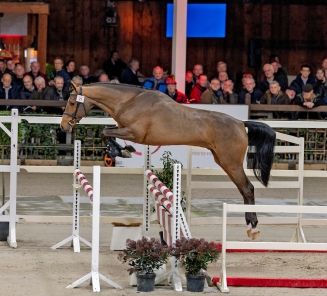 voorsteller hengstenkeuring