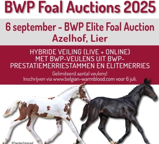foal auctions bwp