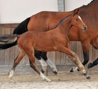 BWP Online Foal Auction: het bieden is gestart