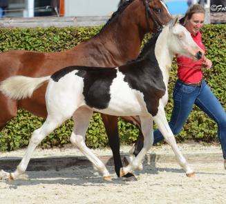 Belgische ponyfokkerij BRP in de schijnwerpers