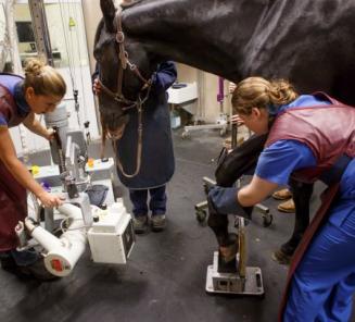Universiteit Gent naar code rood, veterinair onderzoek BWP Hengstenkeuring kan wel blijven doorgaan