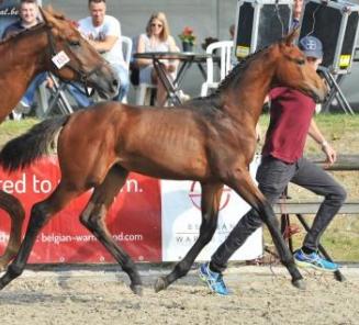 Les champions du Championnat National des Poulains BWP Elite