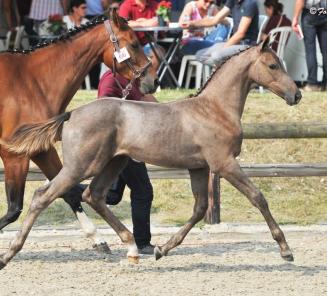 Zanotelli & Isabeau de Lauby winnen GP Bonheiden Zanotelli & Isabeau de Lauby winnen GP Bonheiden