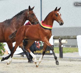 Massaal aantal veulens op Nationaal Kampioenschap aanstaande zaterdag!