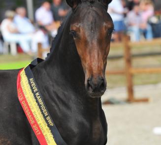 Dressuurenquête: en de winnaar van het promotiepakket is…