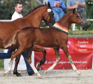 Aandacht ponyveulens voor het Nationaal Veulenkampioenschap!