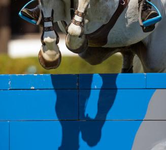 Faustino de Tili blijft Young Breeder award van zijn fokker bevestigen