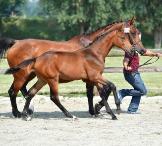 Killer Queen VDM en Indiana vh Kapelhof winnen de Grote Prijzen in Bonheiden