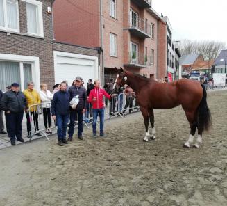 Belgie wint de Longines FEI Jumping Nations Cup of Poland Belgie wint de Longines FEI Jumping Nations Cup of Poland