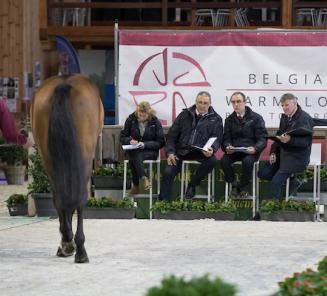 Hengstenkeuring morgen, vrijdag, om 10u van start