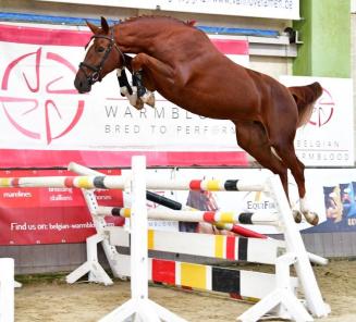 SBB-Competitie Jonge Paarden Genk: BWP'ers ook sterk in dressuur