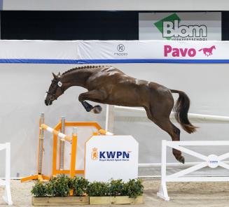 BWP’er geprimeerd op KWPN-hengstenkeuring