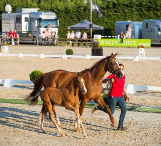 Startlijsten Bestgaande Rijpony Antwerpen en Limburg, Pulderbos