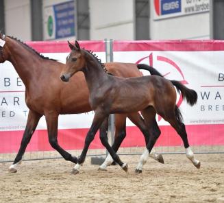 Ook genoten van de sport op de Wereldruiterspelen? Misschien vind je wel zon topper in ons veilinglot