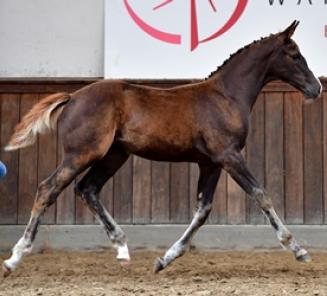 La vente au enchères le BWP Online Foal Auction: toutes les infos en ligne