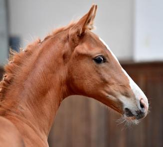 BWP Online Foal Auction: laatste uren om te bieden