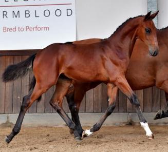 Cataloog BWP Online Foal Auction