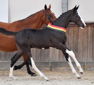 BWP Online Foal Auction: Collectie online!