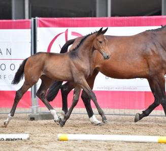Soraya B is met 6.500 euro veilingtopper BWP Online Foal Auction