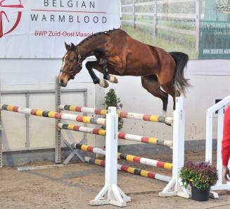 Uitslagen Open Kampioenschap Vrijspringen BWP Z-O-Vl.