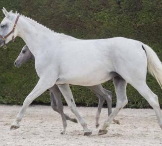 BWPers Red Rose EH en Kornetta dHeyboght toppers op de Horseman Elite Auction