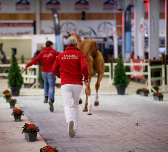 Filmpjes veilinghengsten online / Videos of the auction stallions