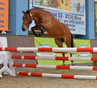 Fokkerijdag: vrijspringen ponys: inschrijvingen open