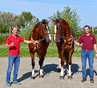 Startlijsten prijskamp en Bestgaande Rijpony Oost- en West-Vlaanderen online